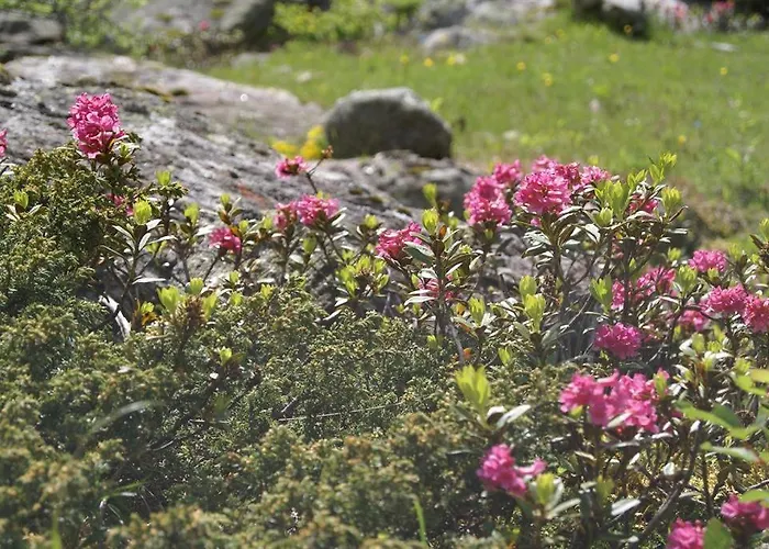 Apartamento Spitaler *